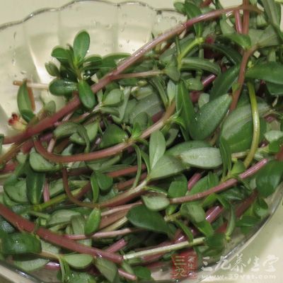 馬齒苋的適宜人群