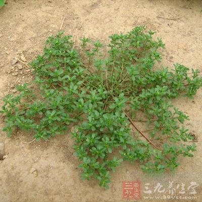 馬齒苋增強心肌功能 馬齒苋增強心肌功能