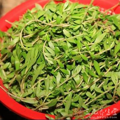 馬齒苋最大的功效是治療大腸經的疾病 馬齒苋最大的功效是治療大腸經的疾病