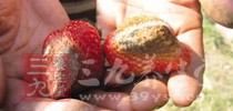 太多含草酸的食物容易引起掉頭發