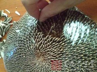 帶顏色的瓜子