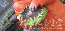 香味濃郁的瓜子
