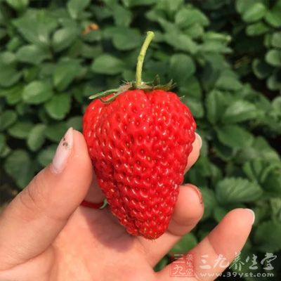 產婦忌食寒、涼性水果即是此理。此類水果有草莓 產婦忌食寒、涼性水果即是此理。此類水果有草莓