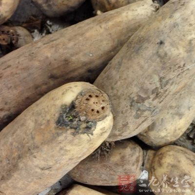 蓮藕營養豐富,清淡爽口,含有豐富的澱粉、維生素和礦物質 蓮藕營養豐富,清淡爽口,含有豐富的澱粉、維生素和礦物質