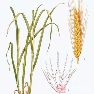 麥芽：性微溫