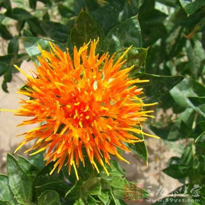 藏紅花成分復雜