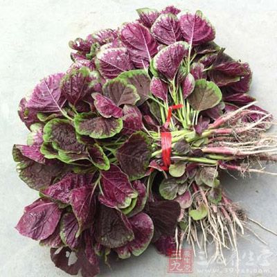 苋菜性屬滑利