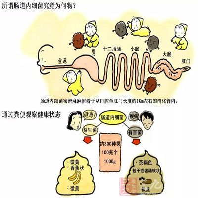 益生菌進入腸道後可以充實腸道自身的有益菌群，抑制有害菌群