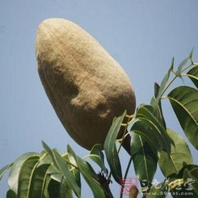 原珍向天果綠色純天然