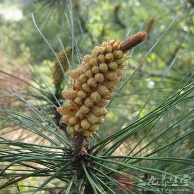 研究發現松花粉中含有72.5%的不飽和脂肪酸 研究發現松花粉中含有72.5%的不飽和脂肪酸