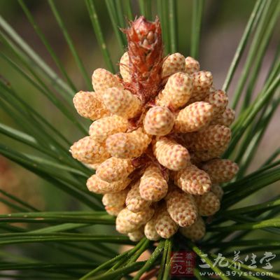 松花粉中含有豐富的微量元素 松花粉中含有豐富的微量元素
