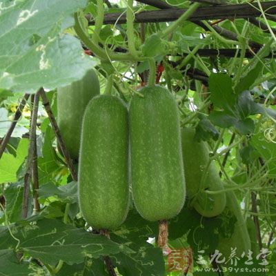夏季吃瓜益處多 夏季吃瓜益處多