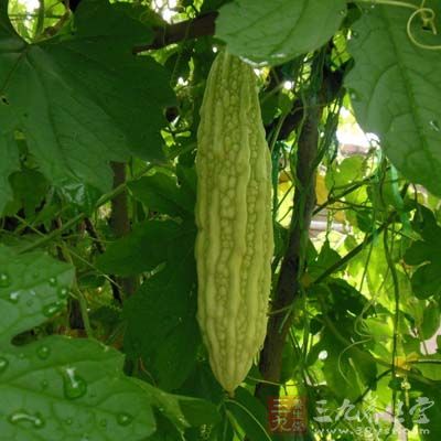 苦瓜是夏天清熱下火的主要食材
