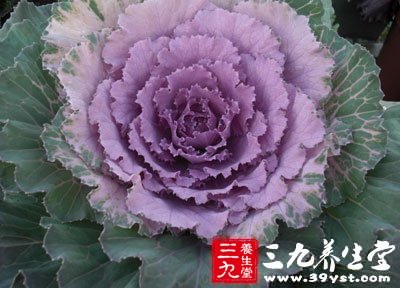 甘藍對輕微潰瘍或十二指腸潰瘍，有較好的輔助治療作用