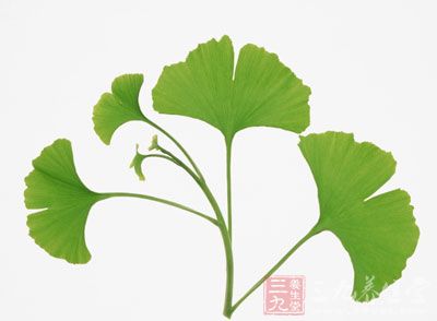 銀杏葉功效多 可治老年癡呆