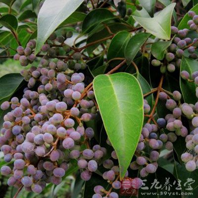 女貞子的服用方法