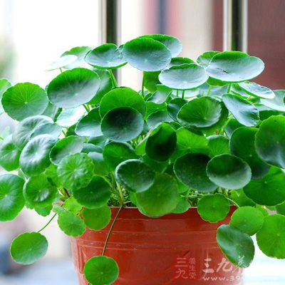 大金錢草蒸豬肝作用：疏肝利膽;適用於膽道結石