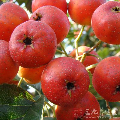 喝補氣血中藥時的忌食物品：山楂