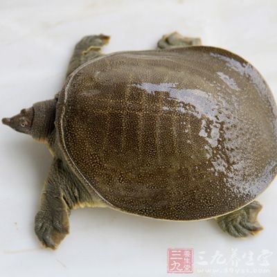 團魚具備滋陰益腎的功能,但是團魚性味鹹寒,有著較強的通血絡、散瘀塊作用 團魚具備滋陰益腎的功能,但是團魚性味鹹寒,有著較強的通血絡、散瘀塊作用