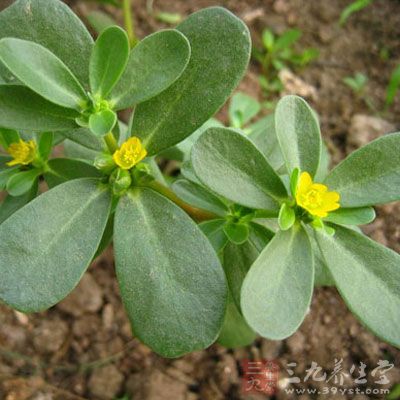 吃什麼會導致流產 吃什麼會導致流產