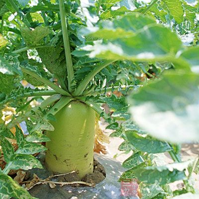 蘿卜和橘子也不適合一起吃 蘿卜和橘子也不適合一起吃