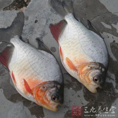有毒的魚包括被酚、重金屬或農藥污染的魚 有毒的魚包括被酚、重金屬或農藥污染的魚