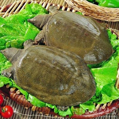 肝炎病人禁食甲魚 肝炎病人禁食甲魚