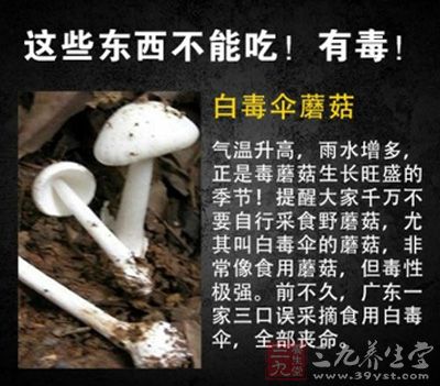 白毒傘像食用蘑菇，毒性極強