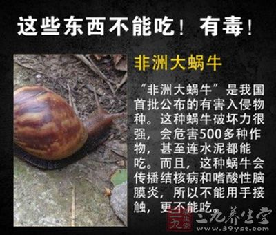 非洲大蝸牛會傳播結核病