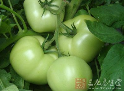青西紅柿含有毒性物質、叫龍葵素 青西紅柿含有毒性物質、叫龍葵素