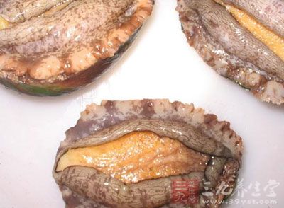 鮑魚含有豐富的蛋白質 鮑魚含有豐富的蛋白質