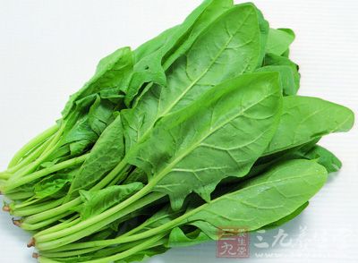 菠菜又名波斯菜、赤根菜、鹦鹉菜等,一年生草本植物 菠菜又名波斯菜、赤根菜、鹦鹉菜等,一年生草本植物