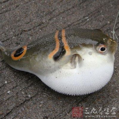 河豚魚的毒素含量高且非常穩定，一般加熱燒煮不能解毒
