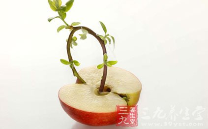 蘋果的種子