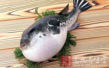 河豚