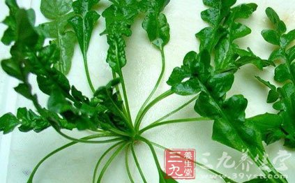 荠菜