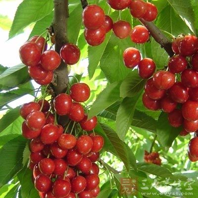 盡管櫻桃好處多多,但櫻桃是有毒的 盡管櫻桃好處多多,但櫻桃是有毒的