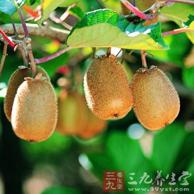 先兆性流產現象的准媽媽千萬別吃猕猴桃 先兆性流產現象的准媽媽千萬別吃猕猴桃