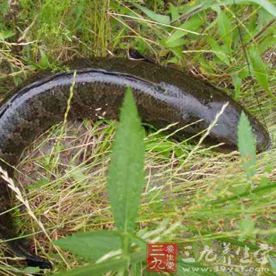 產婦食清蒸黑魚可催乳補血 產婦食清蒸黑魚可催乳補血