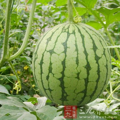 屬寒涼性質的瓜果像西瓜、梨、香蕉、猕猴桃等