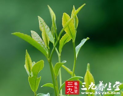 老人養生保健 必喝的六款茶方
