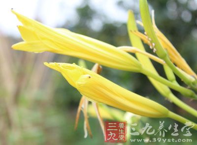 忌生吃鮮黃花菜