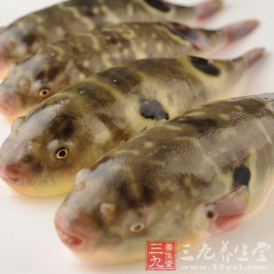 河豚只有肉是可吃的，因為河豚肉中的毒性較小