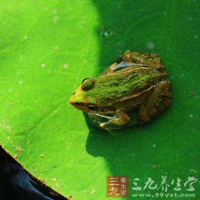 少吃青蛙和黃鳝