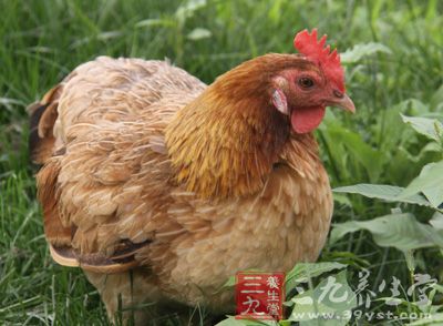飼養一年的雞肉質鮮嫩可口