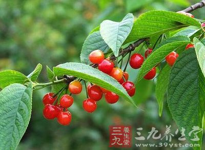 葉子和果核含氫氰酸