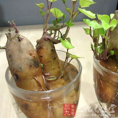 紅薯發芽後可引起中毒