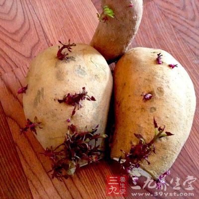 土豆是最容易發芽的蔬菜