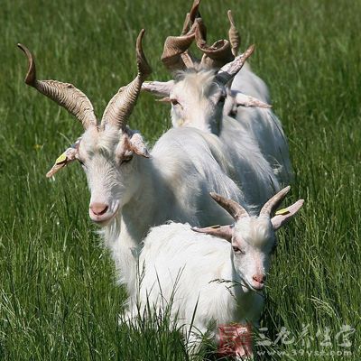 群眾反映部分放養的山羊死亡,三寶鎮安排畜牧獸醫站、環保所人員核實後,確定山羊系中毒死亡 群眾反映部分放養的山羊死亡,三寶鎮安排畜牧獸醫站、環保所人員核實後,確定山羊系中毒死亡