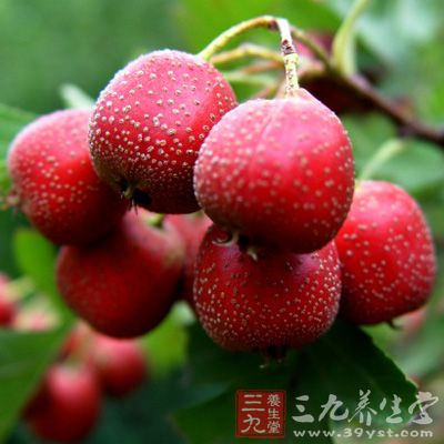 山楂具有行氣、活血、化瘀的作用，以及對子宮也有一定的謝忱作用